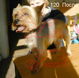Стрижка  йоркширских терьеров (йорков)