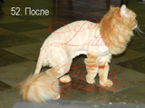 Стрижка кошки