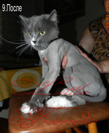 Стрижка кошки