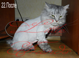 Стрижка кошки