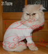 Стрижка кошки