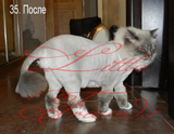 Стрижка кошки