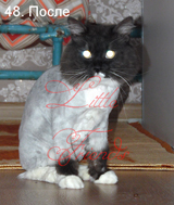 Стрижка кошки